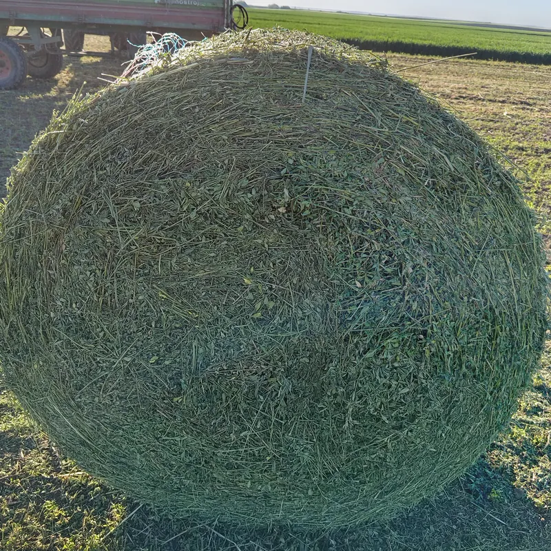 Rolo bala lucerke izbliza