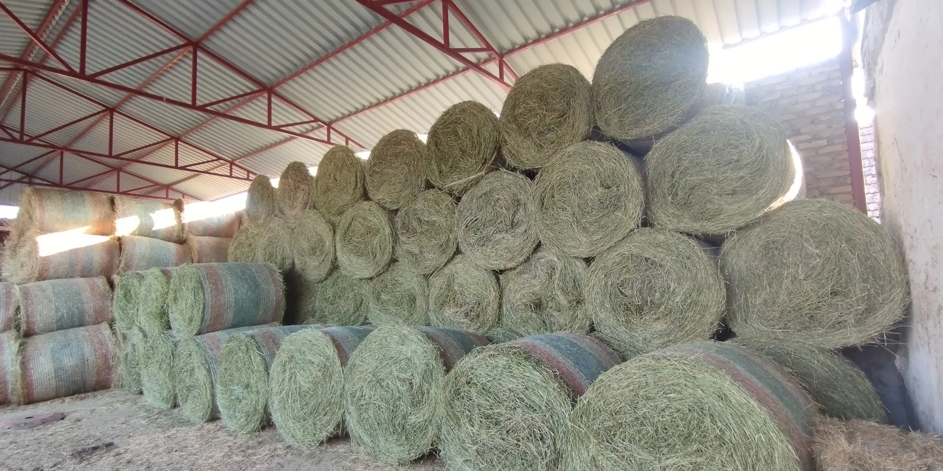 Rolo bale lucerke u magacinu