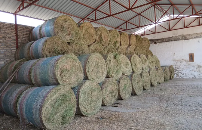 Rolo bale lucerke